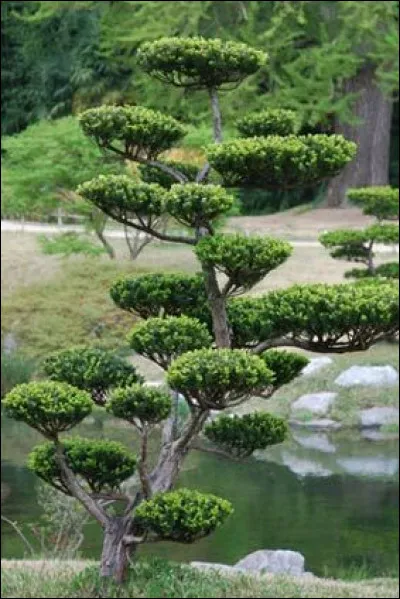 Quels sont les critères pour choisir un arbre afin de le tailler en niwaki ?