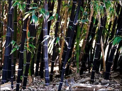 Quel est le nom de ce bambou ?