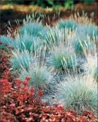 Reconnaissez-vous cette plante ?