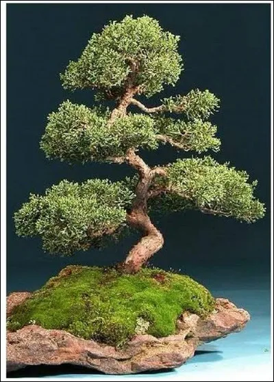 Quelle est la meilleure période pour tailler un bonsaï ?