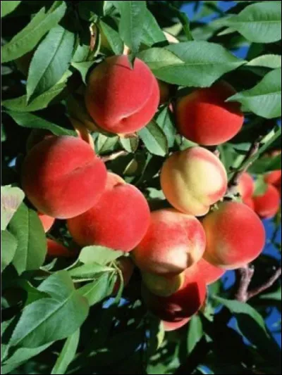 Les branches de pêcher sont-elles autorisées ?