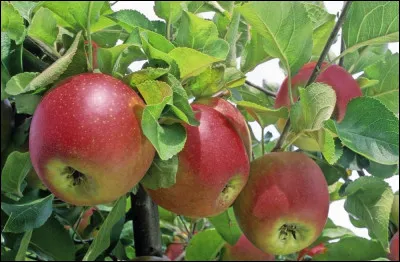 Les branches de pommier sont-elles autorisées ?