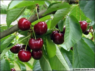Les branches de cerisier sont-elles autorisées ?