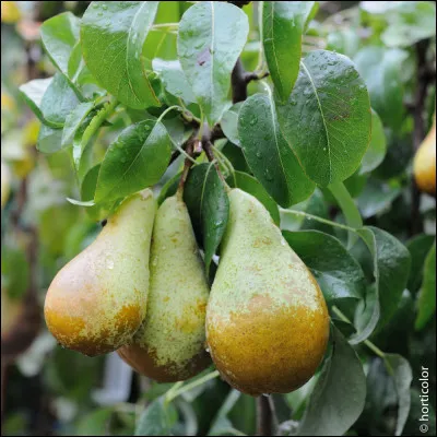 Les branches de poirier sont-elles autorisées ?
