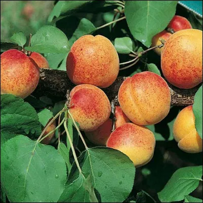 Les branches d'abricotier sont-elles autorisées ?