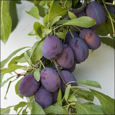 Les branches de prunier sont-elles autorisées ?