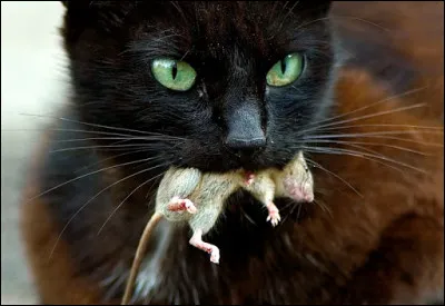 Ton clan est au bord de la famine. Que fais-tu ?