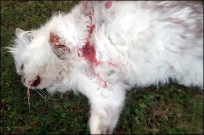 Ta m&egrave;re vient de mourir au combat. Comment r&eacute;agis-tu ?