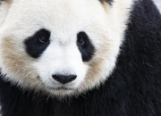 Quiz Un quiz sur les pandas