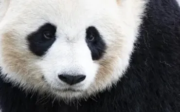 Quiz Panda