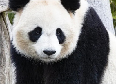 D'où viennent principalement les pandas ?