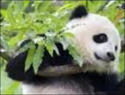 Qu'aiment-ils manger le plus ?