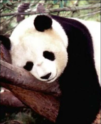 Jusqu'à combien de kilogrammes peuvent-ils peser ?