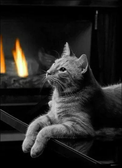 Dans le titre d'une fable de La Fontaine, par qui est accompagné "Le Vieux Chat..." ?