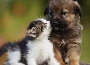 Quiz Les races de chiens peu connues