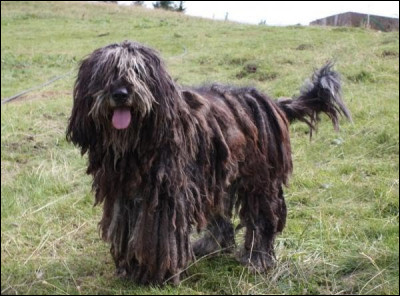 Comment s'appelle la race de ce chien ?