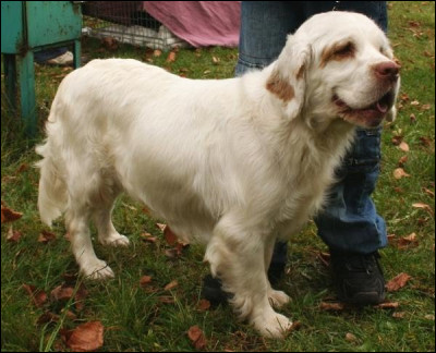 Et cette race, comment s'appelle-t-elle ?