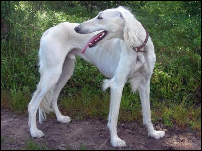 Comment se nomme cette race-l&agrave; ?