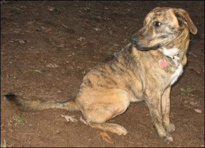 Comment s'appelle la race de ce chien ?