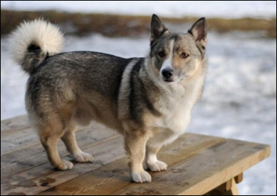 Et cette race, comment s'appelle-t-elle ?