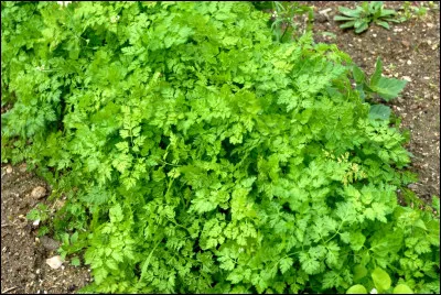 Quelle est cette plante ?