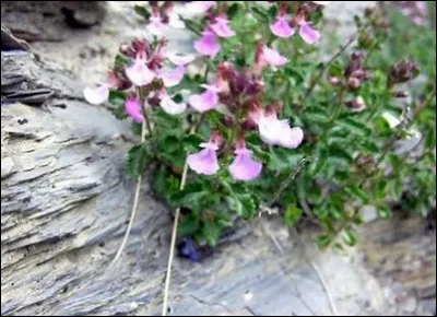 Quelle est cette plante ?