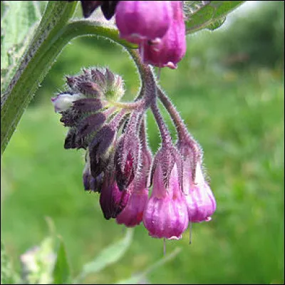 Quelle est cette plante ?