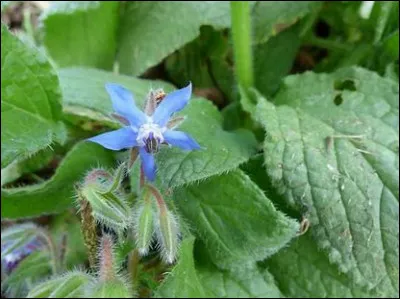 Quelle est cette plante ?