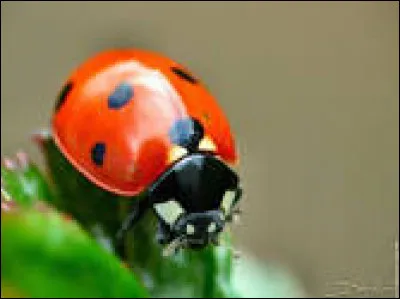 À combien estime-t-on le nombre de coccinelles dans le monde ?