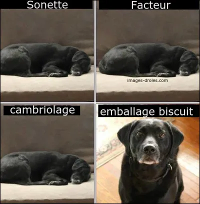 Sur l'ensemble de la population française, combien possèdent au moins un chien ?