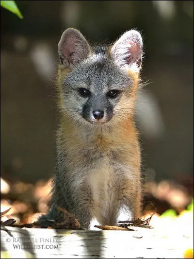 Dans lequel de ces trois films d'animation pouvez-vous voir un renard ?