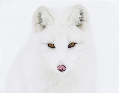 Citation, mais de qui ? Je sais, quand il le faut, quitter la peau du lion pour prendre celle du renard !
