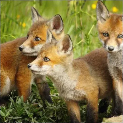 Film d'animation de 2009, de Wes Anderson, avec les voix de Meryl Streep et George Clooney !