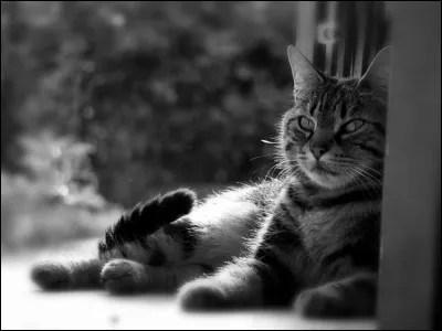 Chat qui _____ ne chasse pas.