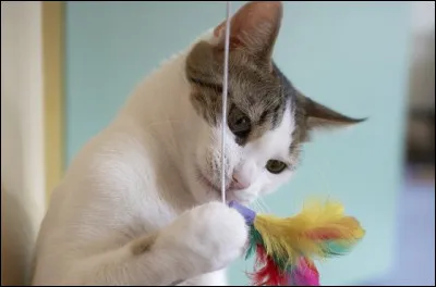 "Quand je joue avec mon chat, qui sait s'il ne s'amuse pas plus de moi que je le fais de lui ?" est de :