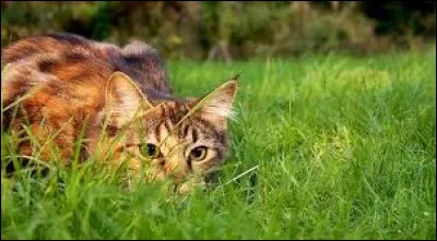 À compter de _____, la Poste londonienne a employé des chats pour protéger les sacs de courrier en toile contre les ravages des rongeurs.