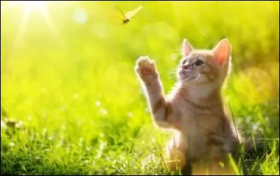 "Mieux vaut une souris dans la gueule du chat qu'un client aux mains de l'avocat." Ceci est un proverbe :