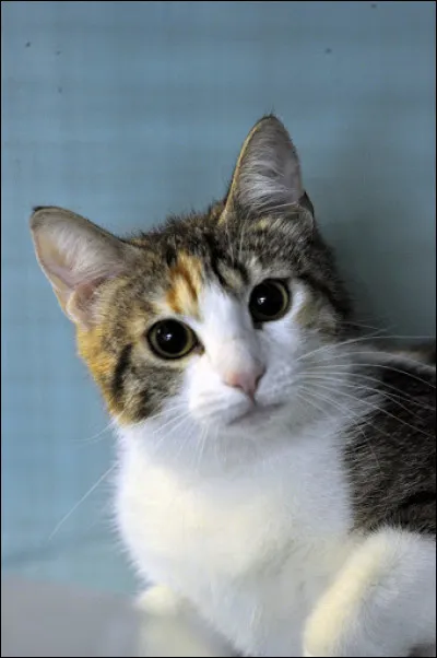 Les chats sont impossibles à dresser.