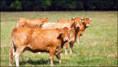 J'élève des bovins de race charolaise. Je vends mes animaux à l'abattoir. Leur poids est de 670 kg en moyenne par animal. Le centre de découpe récupère 250 kg de viande. 
Quel est le rendement en pourcentage ?