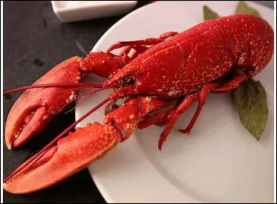 Qu'est-ce que le complexe du homard ?