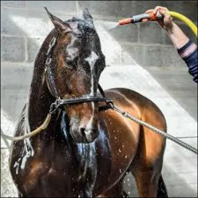 Pour sécher le cheval après la douche, ...