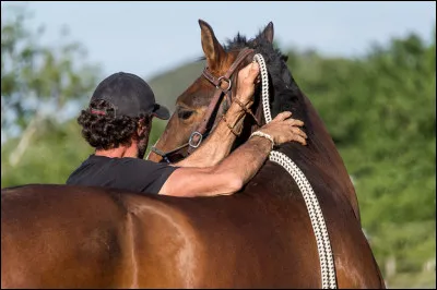 Communiquer avec son cheval - Cochez ce qui est vrai