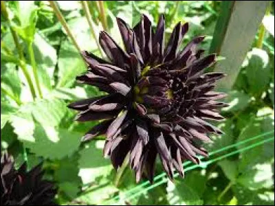 Qui est l'auteur du roman "Le Dahlia noir" ?