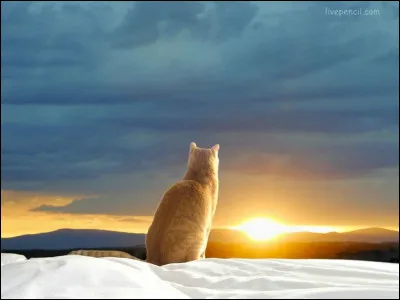 Partie 1 - De Maurice Carême : 
"Le chat ouvrit les yeux,
______ y entra.
Le chat ferma les yeux,
______ y resta."