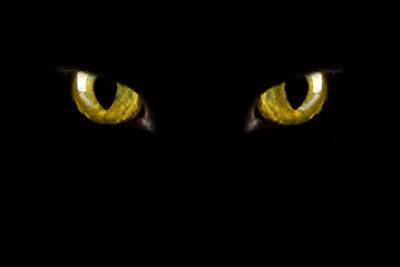 Partie 2 - Suite : 
"Voilà pourquoi _____,
quand le chat se _______,
J'aperçois dans ______,
______ morceaux de ______.