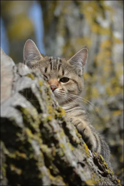 Lorsque les Romains découvrirent le chat et le ramenèrent dans la capitale de l'empire, il fut associé à Diane, déesse...