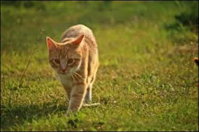 Le chat possède ___ moustaches de chaque côté de la truffe.