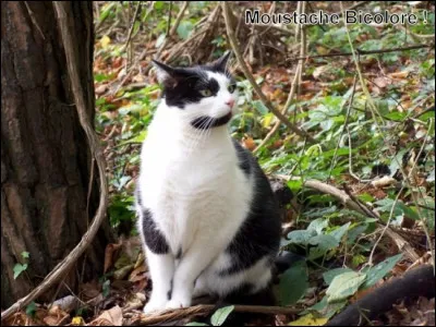 "Quand les chats siffleront, à beaucoup de choses nous croiront" est un proverbe :