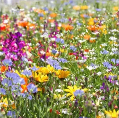 Quelle rue au nom fleuri n'existe pas à Loches ?
