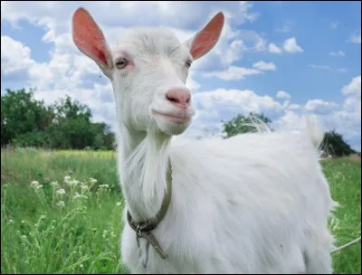 Le fromage de chèvre lochois est en forme de :